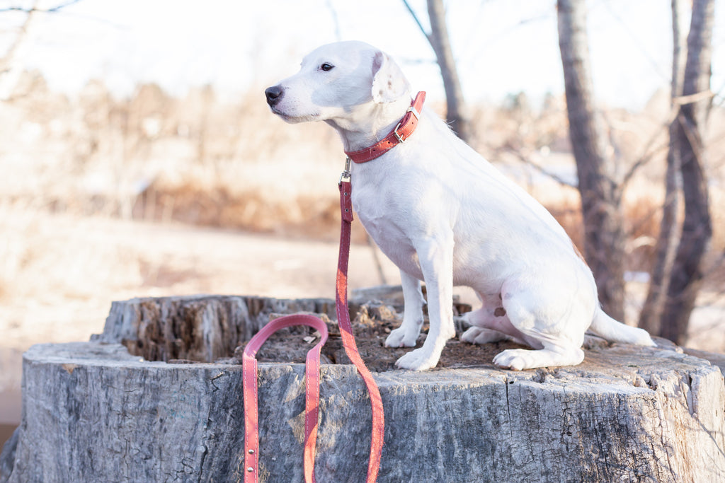 Everyday Companion Leather Dog Leash by Euro-Dog — 6 ft
