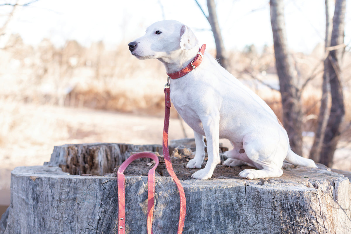 Everyday Companion Leather Dog Collar by Euro-Dog
