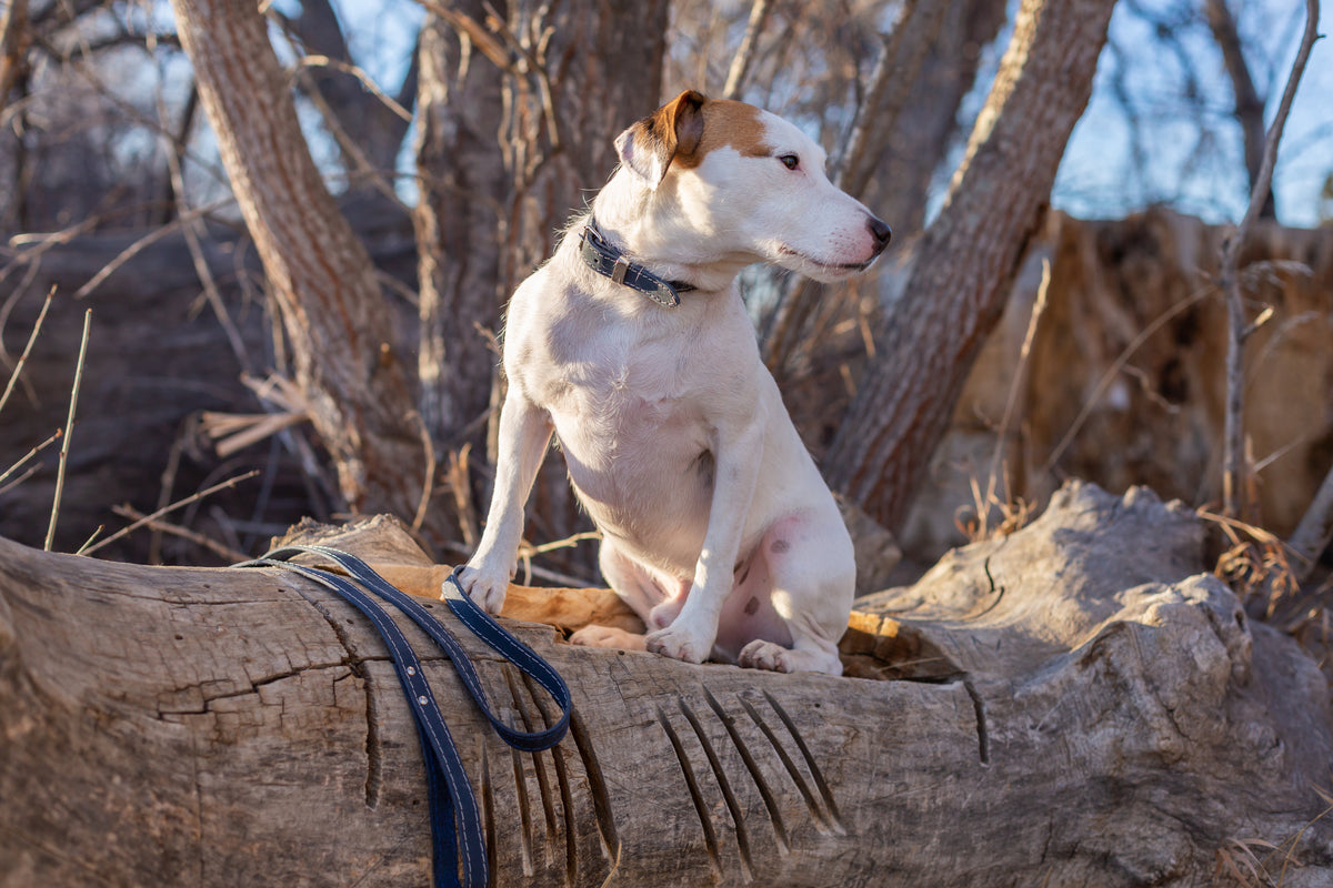 Everyday Companion Leather Dog Leash by Euro-Dog — 6 ft