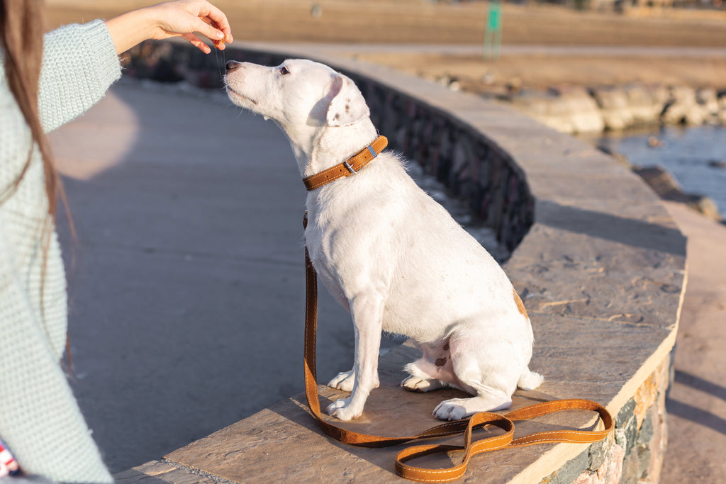 Everyday Companion Leather Dog Collar by Euro-Dog