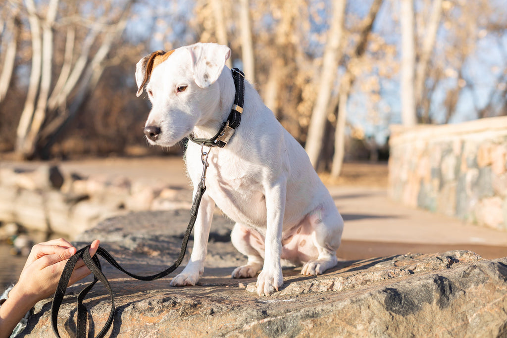Everyday Companion Leather Dog Collar by Euro-Dog