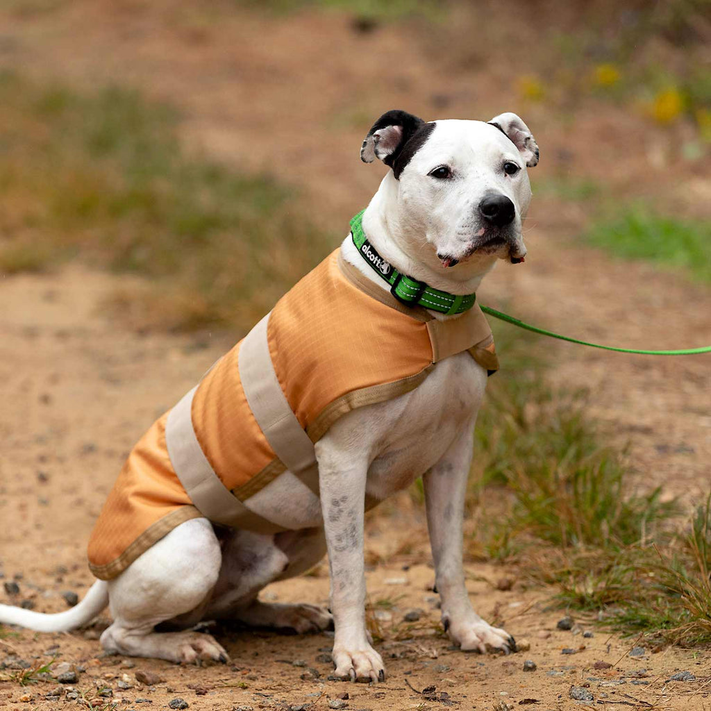 Insulated Ripstop Dog Coat by Jeffers